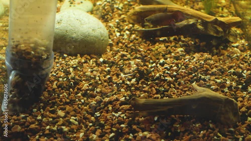Clean home aquarium from silt on background of fish pet. Water pump photo