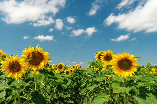 Blooming Sunflower Flowers on Field. Blue Sky Sunny Day