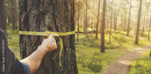deforestation and forest valuation - man measuring the circumference of a pine tree with a ruler tape. copy space