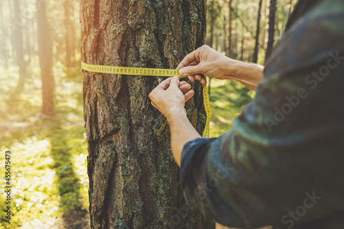 deforestation and forest valuation - man measuring the circumference of a tree with a ruler tape photo