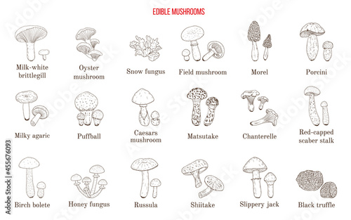 Vector collection of hand drawn edible mushrooms