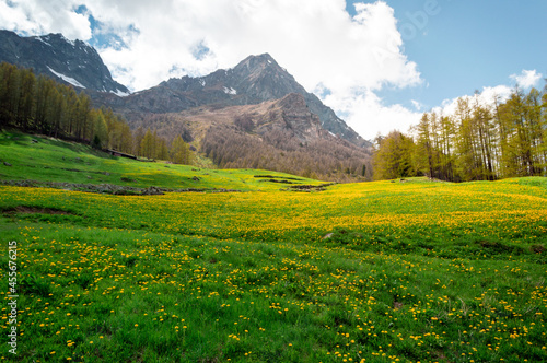Green meadow with bright yellow flower in Valle D'Aosta mountains in the trail Monte Rosa Randò