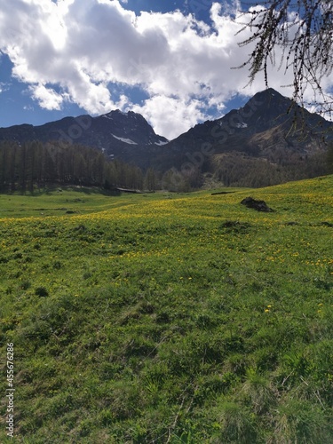 Green meadow with bright yellow flower in Valle D'Aosta mountains in the trail Monte Rosa Randò