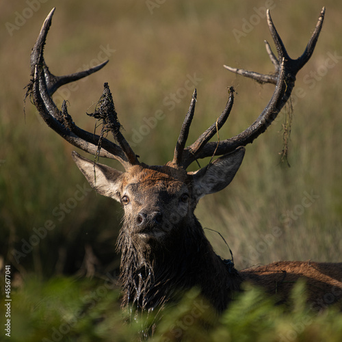 Large stag deer emerging from a mud bath