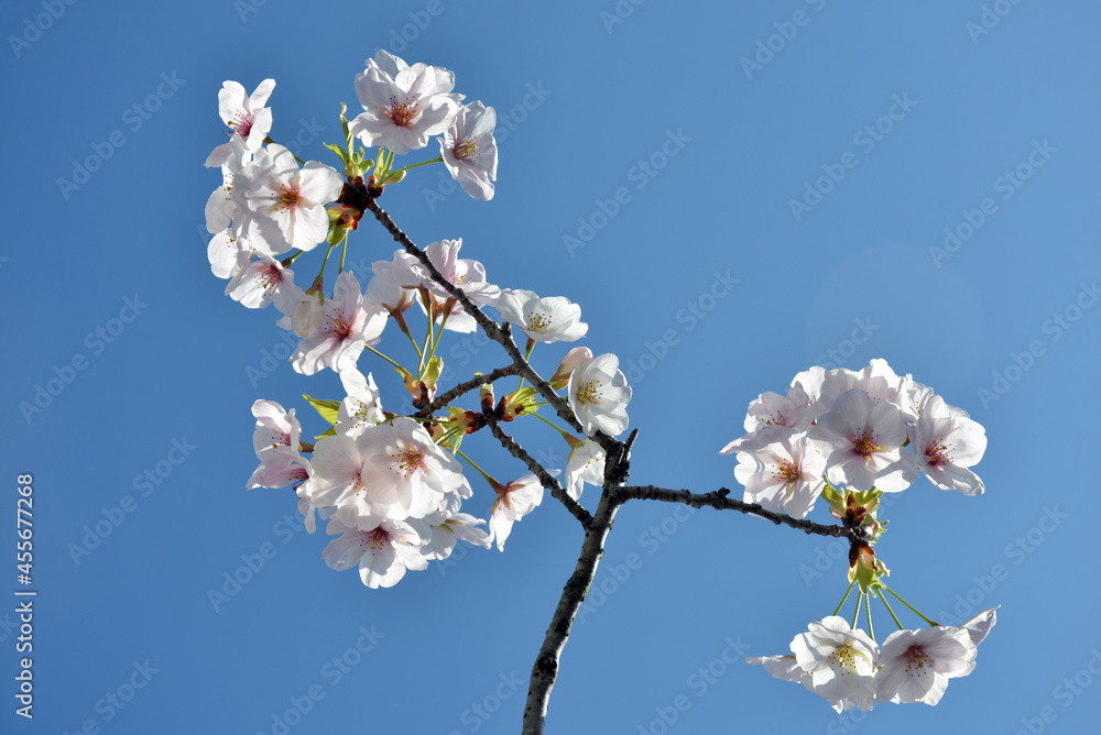 満開の桜 満開の桜