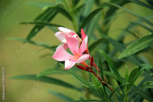 small bright pink flowers on the green background of the leaves