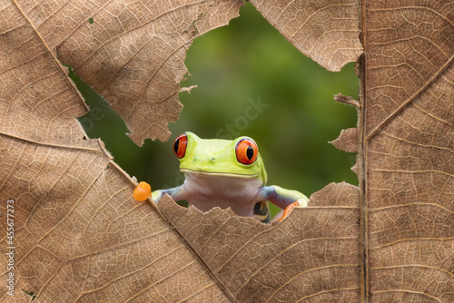 Tableau sur toile Red Eye tree frog looking out  through a torn dry leaves.