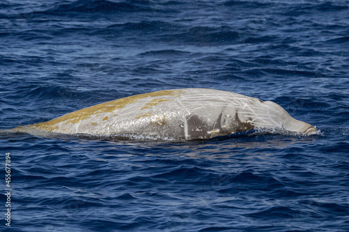 Rare Cuvier Goose Beaked whale dolphin Ziphius cavirostris photo