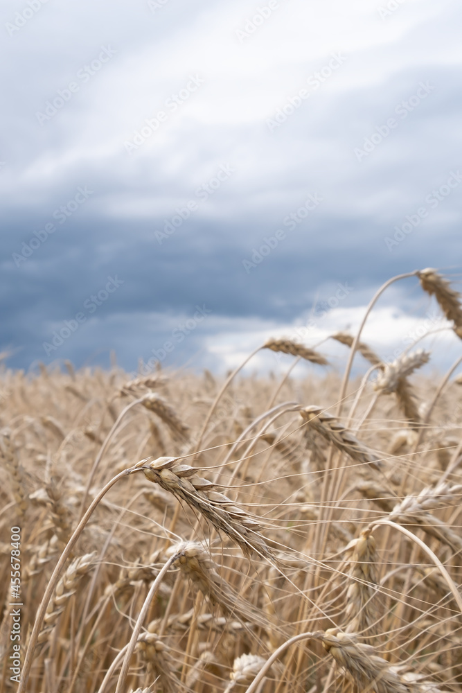 Fototapeta premium A beautiful landscape with a field of ripe rye and a blue summer sky. Background of nature. Stem with seed for cereal bread. Agriculture harvest growth. Selective focus. The poster.