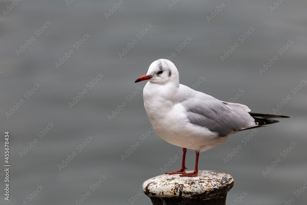 seagull sitting next to the waterfront seagull sitting next to the waterfront