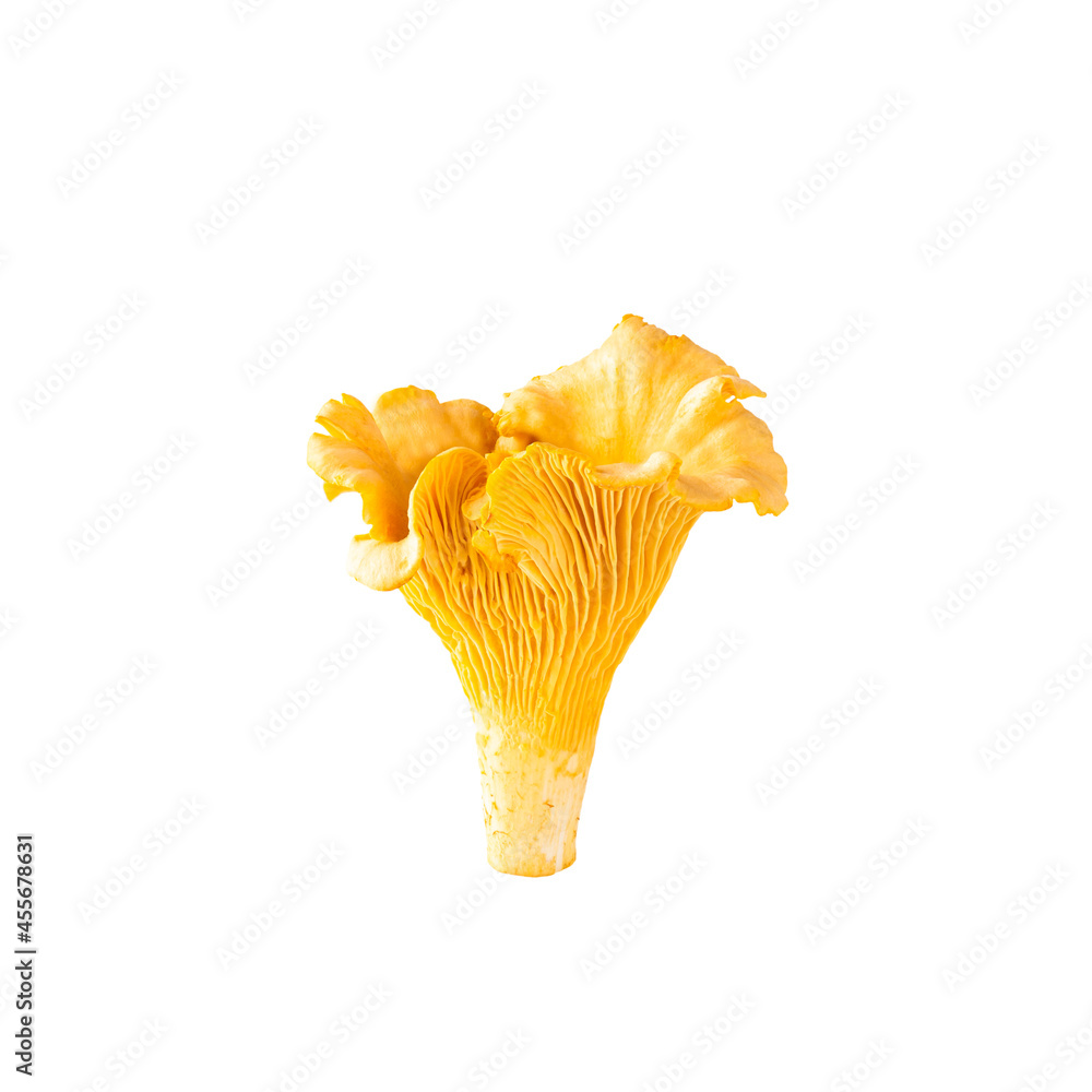 Fresh chanterelle mushroom isolated on white background. Fresh chanterelle mushroom isolated on white background.