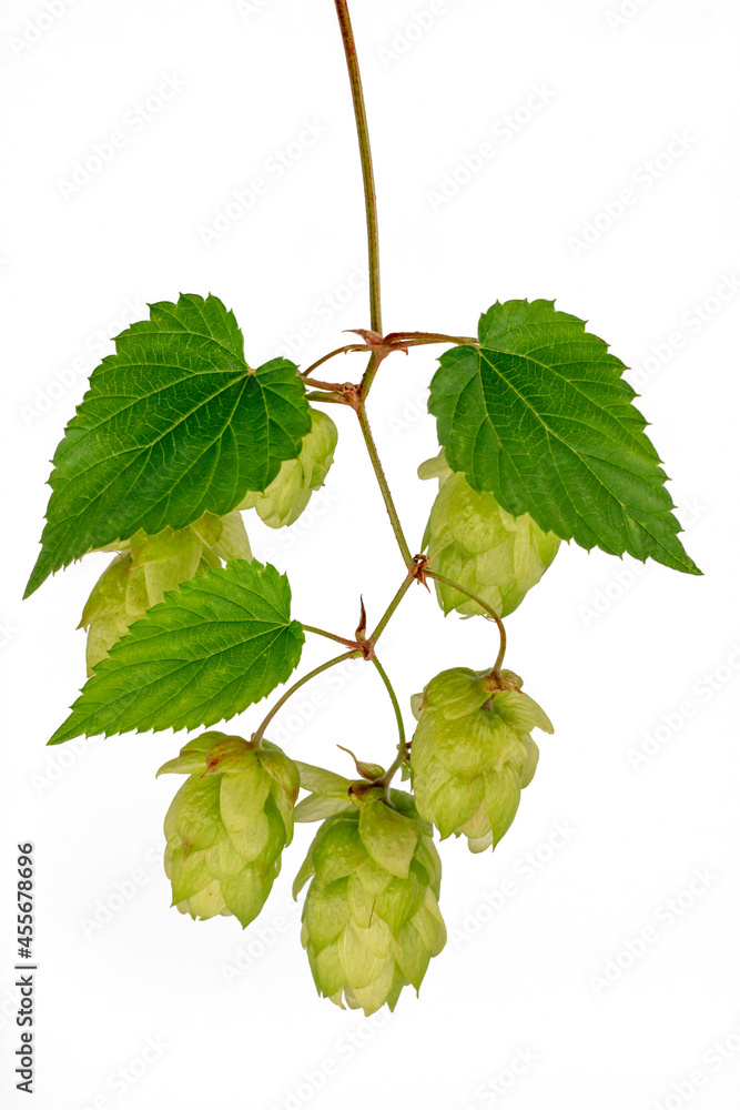 Fototapeta premium Sprig of hops close-up, isolate on a white background. For banner and label design. It is used in brewing and medicine