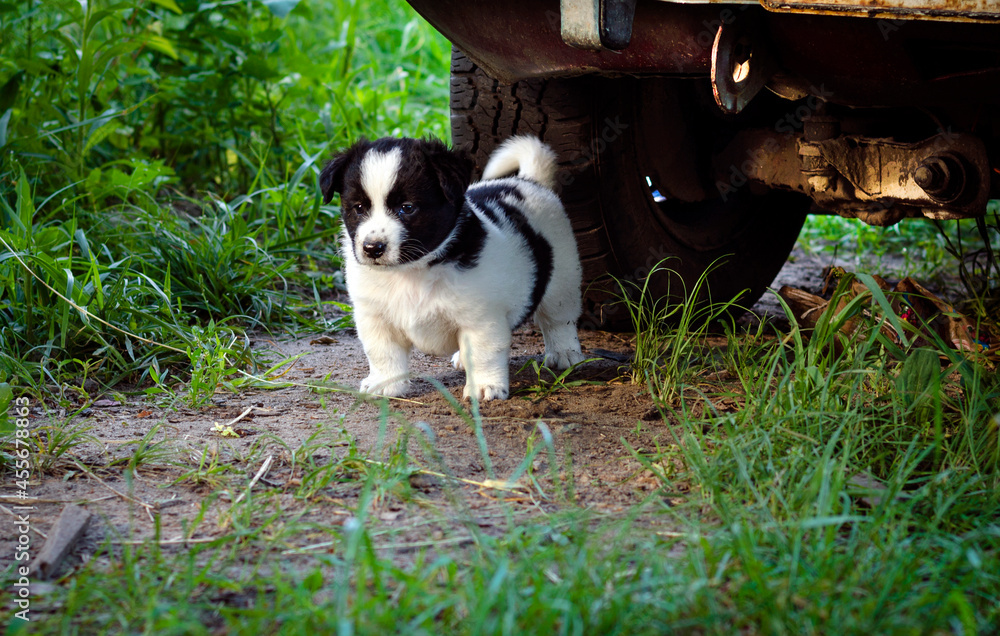 Little puppy in the grass Little puppy in the grass