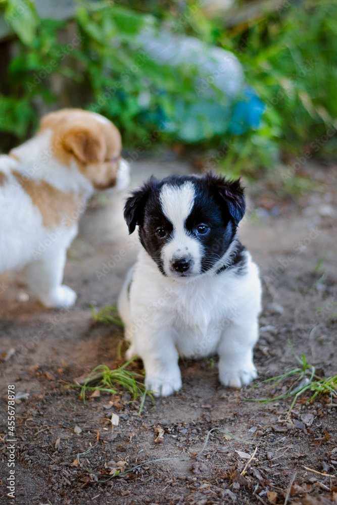 Little puppy in the grass Little puppy in the grass