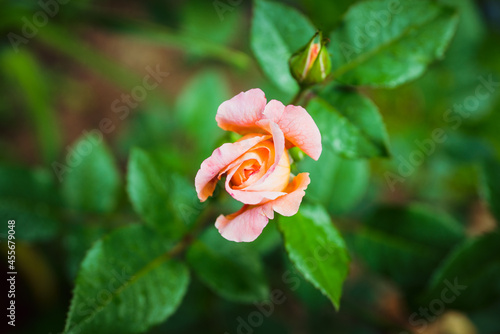 Beautiful pink rose blooming in the garden. Selective focus. Shallow depth of field.