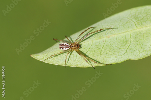 Spider Linyphia triangularis of the family Linyphiidae on a leaf. Dutch garden, Late summer, September, Netherlands photo