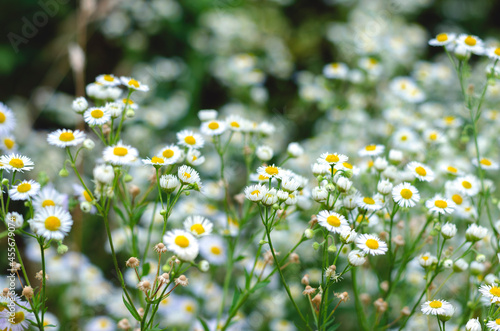 Small, white daisy wildflowers