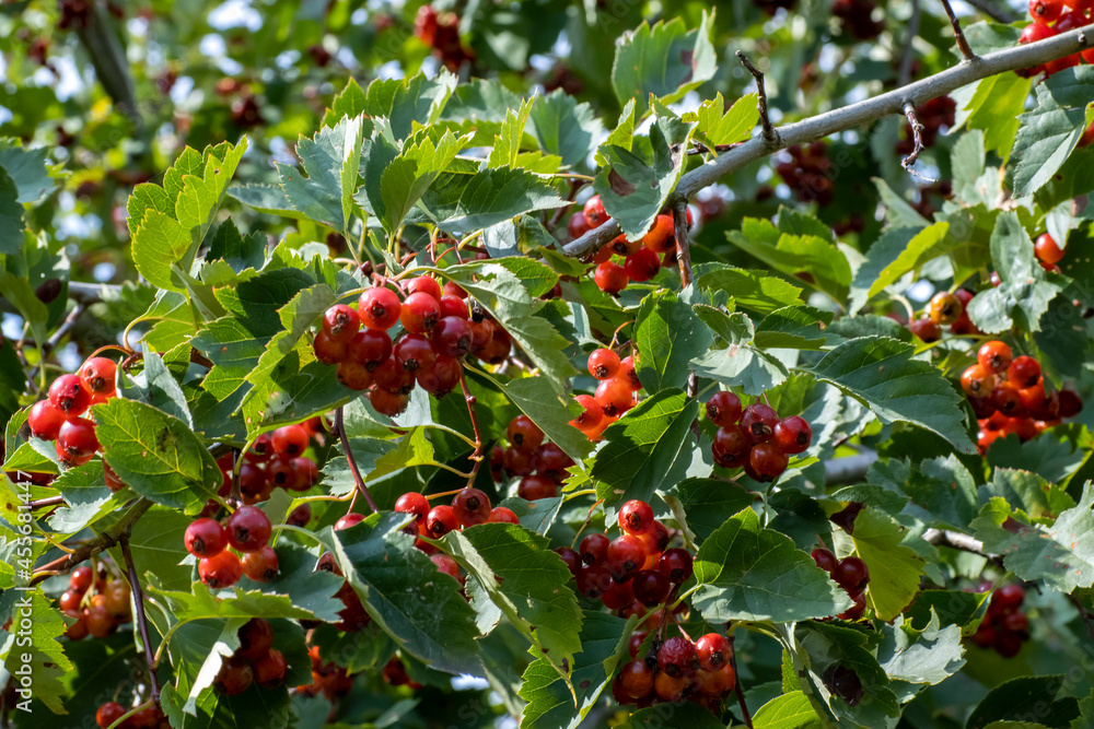 Yellow flowers of Jerusalem artichoke close-up, isolate on a white background.