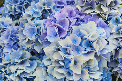 giant beautiful blue hydrangea bush close up