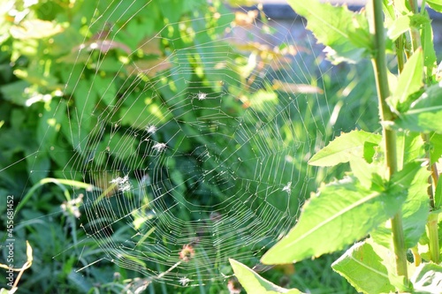 Spider web between green plants as a close up