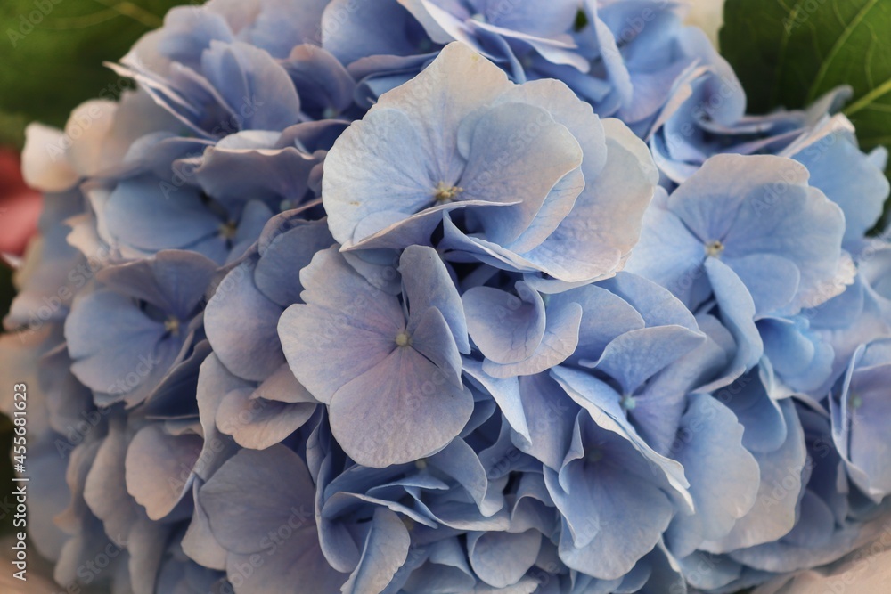 Big beautiful flower blue hydrangea Big beautiful flower blue hydrangea
