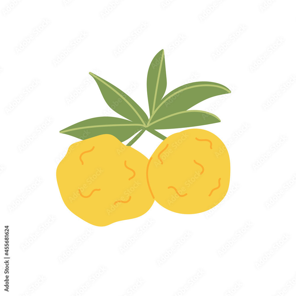 Ripe yuzu fruit. Cartoon illustration of a yellow fruit on a white isolated background. Hand-drawn organic food products. Sour citrus fruit from Asia. The concept of healthy eating.