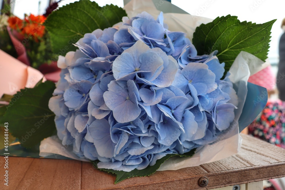 Obraz premium Big beautiful flower blue hydrangea