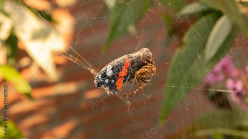 garden spider catches butterfly photo