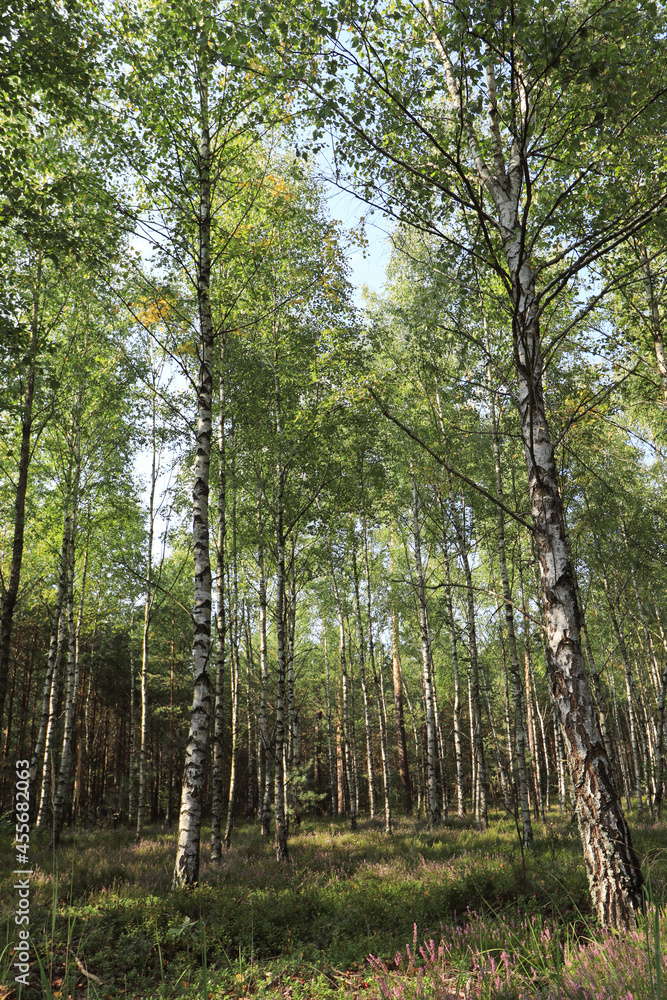 A stand of birch trees (Poland) A stand of birch trees (Poland)
