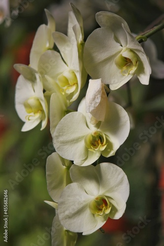 Soft yellow moth orchid growing in the flower garden.