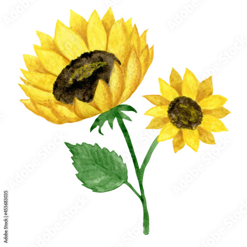 Sunflower watercolor illustration. Hand drawn floral printable art. Cartoon print. Isolated clipart element on white background