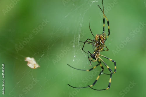 2匹の蜘蛛。Close-up image of two spiders on a spider web