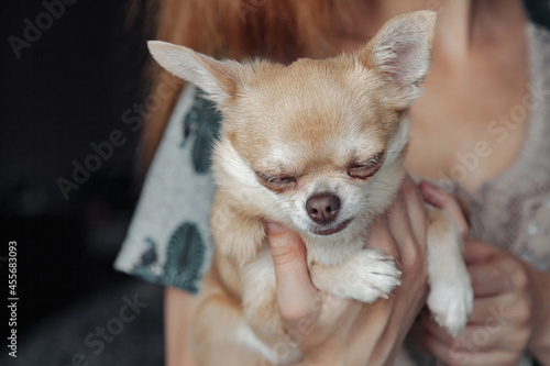 Pretty mature woman with Chihuahua dog in hands © Alex Vog