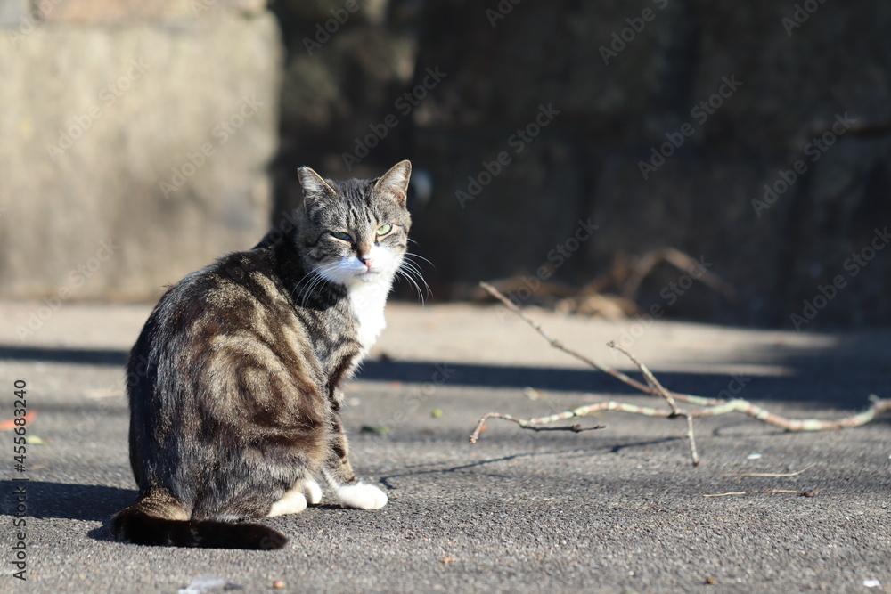 Naklejka premium 木ッとにらむ野良猫