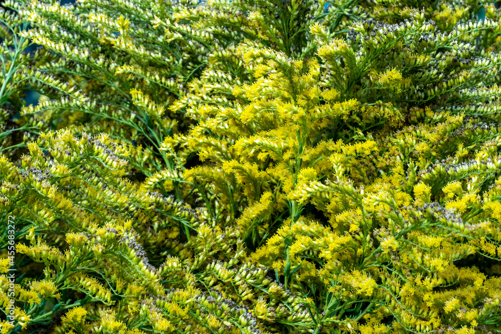 Fototapeta premium Yellow green natural hedge background for design