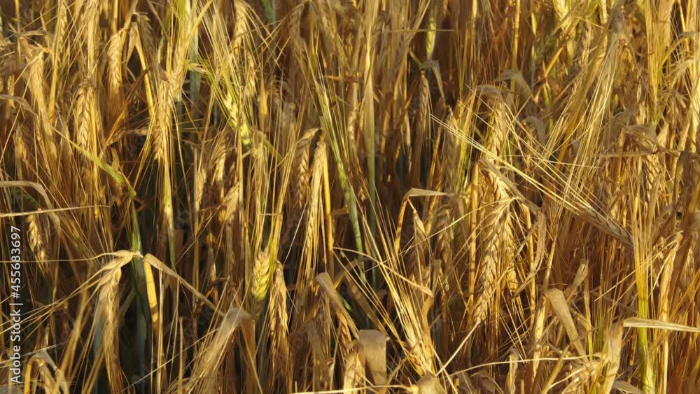 Barley field top view. Close-up you can see yellow ears of agricultural crops that grow in the sun. They wiggle slightly Barley field top view. Close-up you can see yellow ears of agricultural crops that grow in the sun. They wiggle slightly