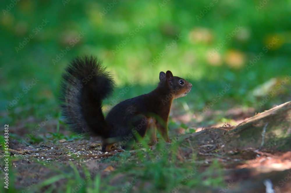 Nahaufnahme eines braunen Eichhörnchen am Boden Nahaufnahme eines braunen Eichhörnchen am Boden