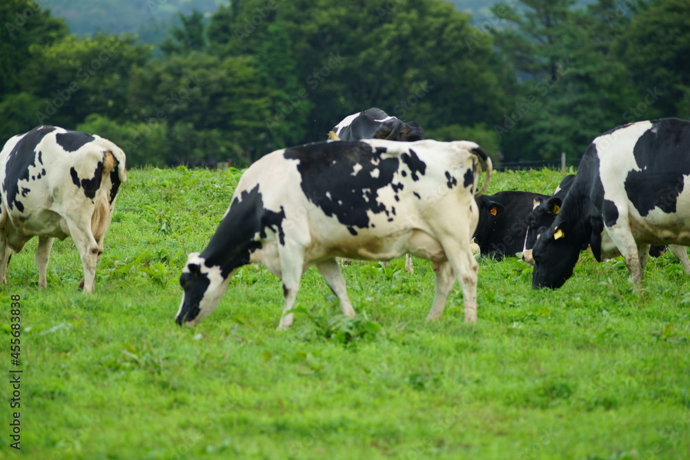 Every morning I go to the ranch to milk the cows. 