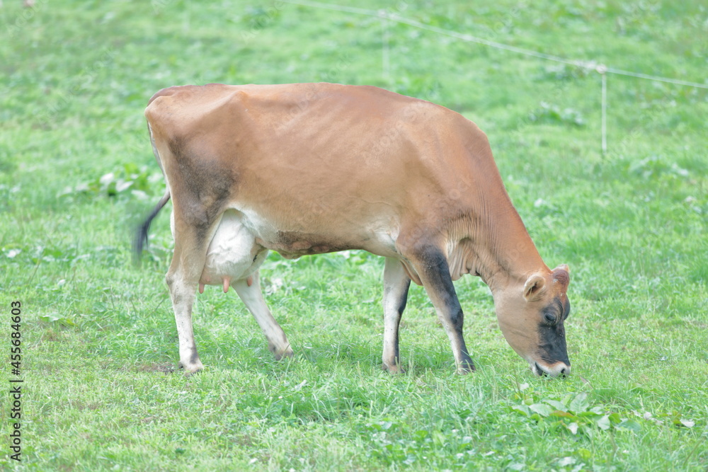 Every morning I go to the ranch to milk the cows. 