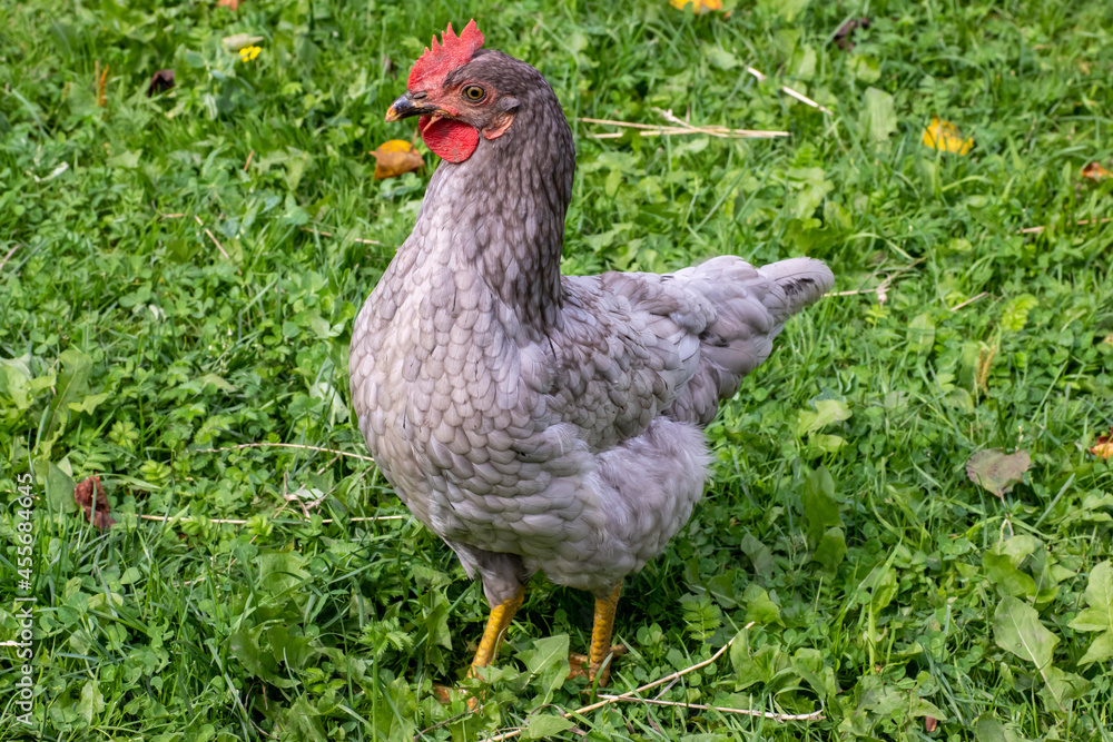 One hen is walking on a lawn with green grass