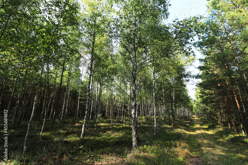 Path in a birch forest  Poland 