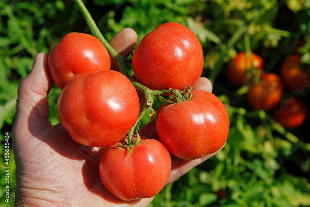 Harvesting tomatoes.