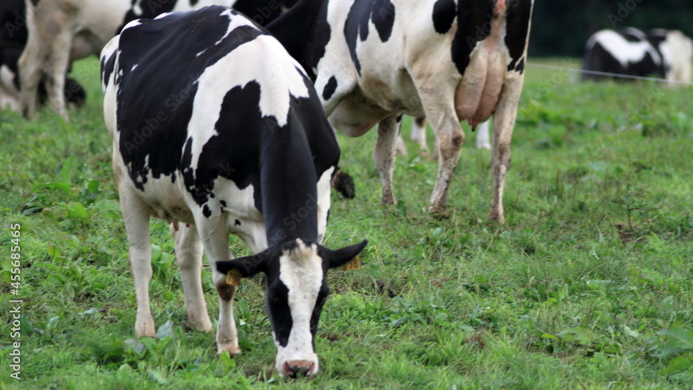 Every morning I go to the ranch to milk the cows. Every morning I go to the ranch to milk the cows.