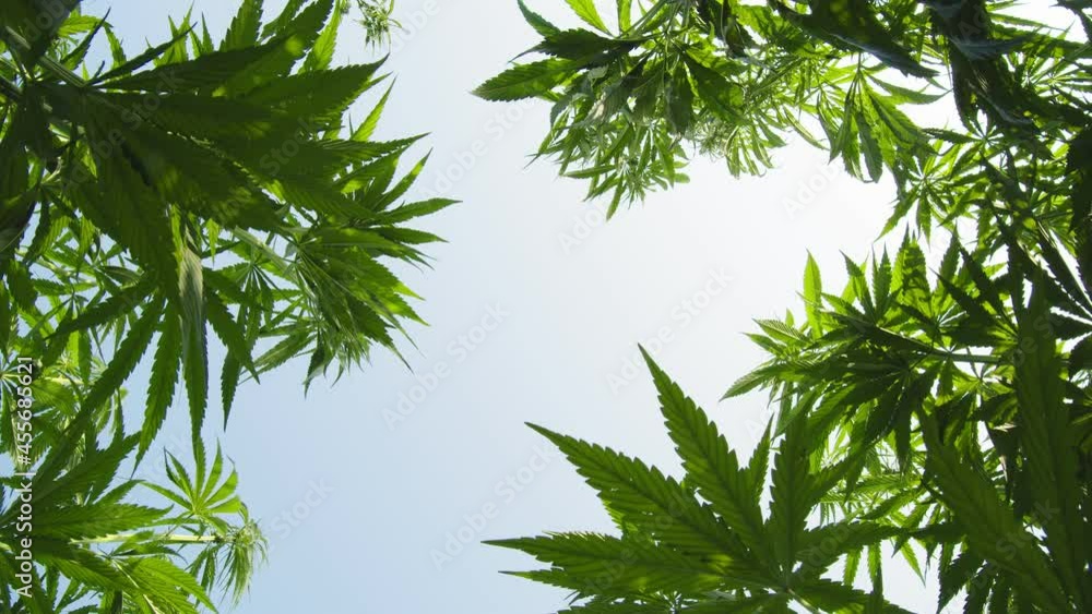 Bottom close-up view of growing hemp. The well-known green leaves are clearly visible, the edges of which are directed in different directions. Above them is a bright blue sky Bottom close-up view of growing hemp. The well-known green leaves are clearly visible, the edges of which are directed in different directions. Above them is a bright blue sky