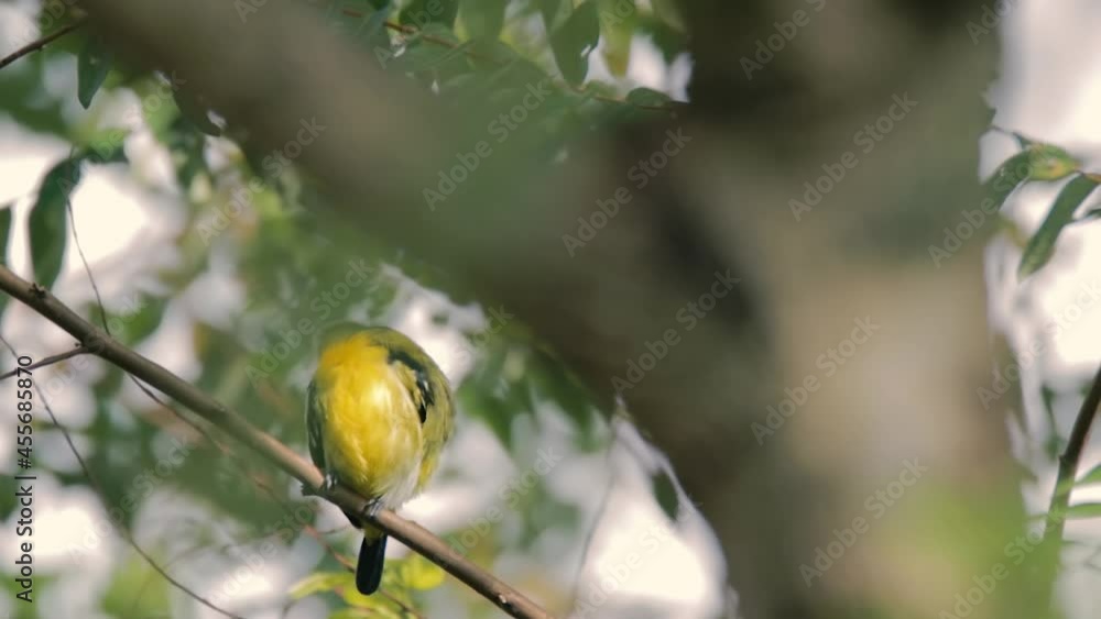 Common Iora (Aegithina tiphia) perched on tree branch looking for fruits in natural habitat Common Iora (Aegithina tiphia) perched on tree branch looking for fruits in natural habitat