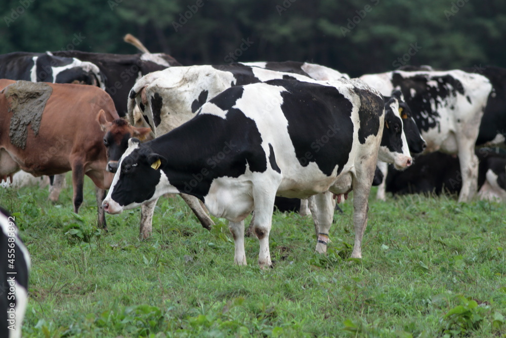 Every morning I go to the ranch to milk the cows. Every morning I go to the ranch to milk the cows.