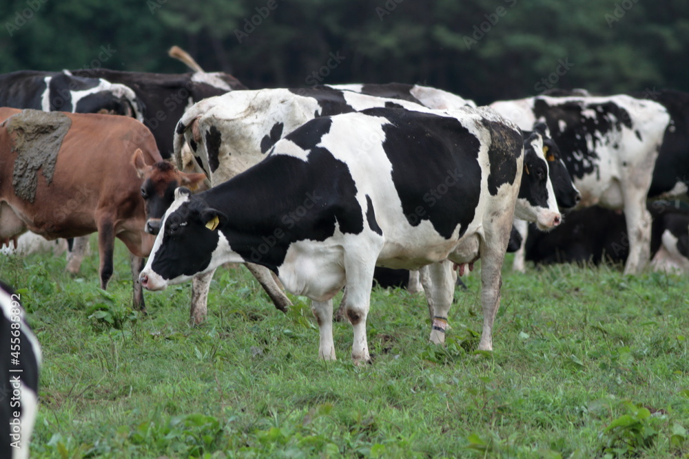 Every morning I go to the ranch to milk the cows. 