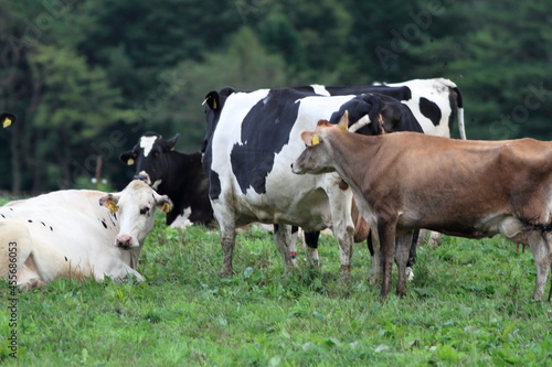 Every morning I go to the ranch to milk the cows. 