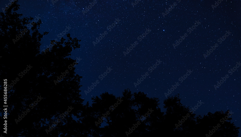 Stars and silhouetted trees with room for copy Stars and silhouetted trees with room for copy