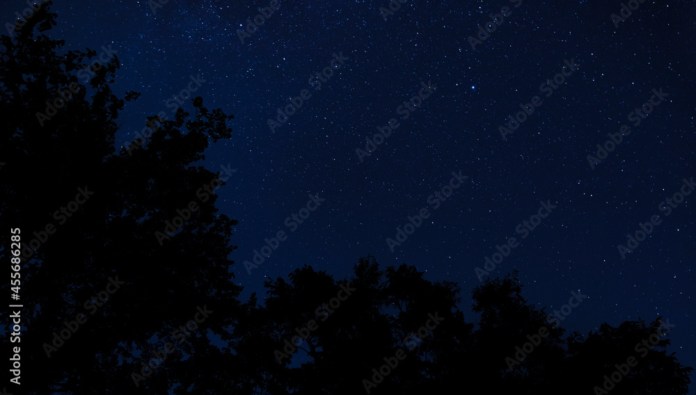 Stars and silhouetted trees with room for copy